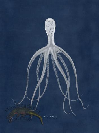 Octopus Blue 21